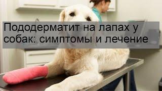 Пододерматит на лапах у собак: симптомы и лечение