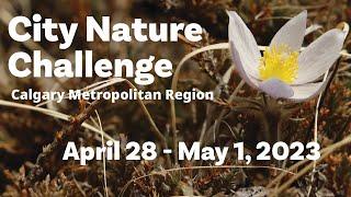 City Nature Challenge Calgary 2023 Promo