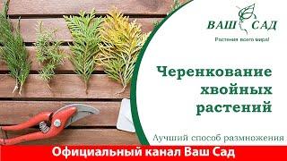 Черенкование можжевельников - предлагаем несложный процесс укоренения туи. Ваш сад