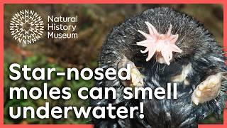 How do star-nosed moles smell underwater? | Surprising Science