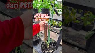 TEKNIK TANAM DAUN BAWANG LANGSUNG DARI PETANI