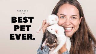 Why Ferrets are Best : Pros of Ferrets as Pets