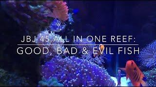 JBJ 45 All In One Reef: Good, Bad & Evil Fish