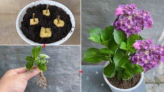 Hydrangeas propagated this way will produce seedlings at a super fast speed