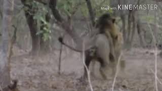 Asiatic lions fighting