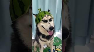 dog helmet |#youtubeshorts #shorts #animals #petstv #dog #cutedog