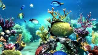 Calming Underwater Aquarium Fish Tank Water Sounds | Soothing Relaxing Focus Sleep | 3 Hours