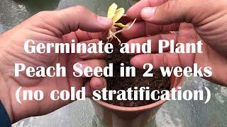 Germinate Peach seed and plant in 14 days no cold stratification