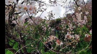 Ruta del almendro en flor - Valsequillo