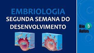 Segunda Semana do Desenvolvimento (Embriologia Humana) - Bio Aulas