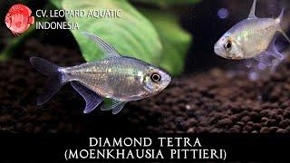Moenkhausia pittieri. The SPARKLING Diamond Tetra! (Leopard Aquatic C019C)