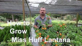 How to grow Miss Huff Lantana with a detailed description