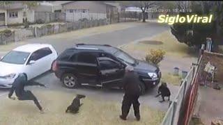 Doberman defends his owner from thieves