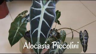 Cuidados com a Alocasia Piccolini