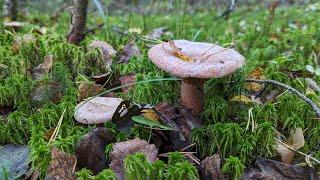 Рыжик еловый (Lactarius deterrimus). Как выглядит гриб на месте произрастания.