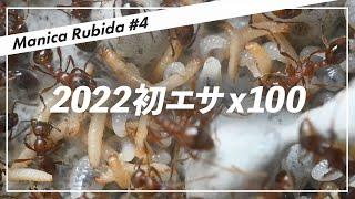 【アリ飼育】マニカルビダVS100匹のエサ - 2022年最初のエサは100匹のヒラタコクヌストモドキ…！【マニカ・ルビダ＃4】