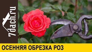  Осенняя обрезка роз по типам растений. Какие розы обрезать не обязательно - 7 дач