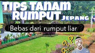 Tips tanam rumput Jepang BERSIH dari rumput LIAR