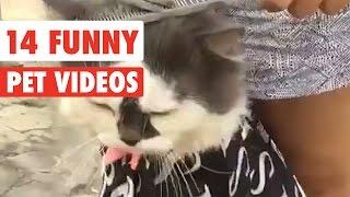 14 Funny Pets | Awesome Pet Video Compilation 2017