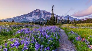 Backpacking the Wonderland Trail | Mt Rainier National Park