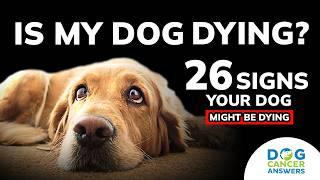 26 Signs Your Dog Might Be Dying | Molly Jacobson