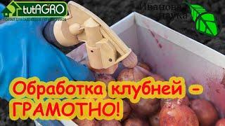 ОБРАБОТКА КЛУБНЕЙ КАРТОФЕЛЯ БЕЗ ОШИБОК! Досадная ошибка, которая оставит вас без урожая картохи!