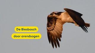 De Biesbosch door Arendsogen