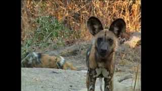 Be the Creature - Wild Dogs