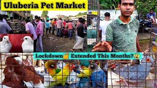 Uluberia Pet Market | Pakhir Haat 2021 | Pigeon Market | Howrah bird Market