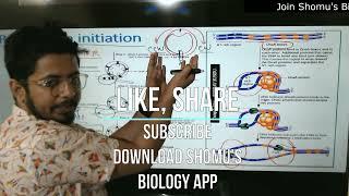 Replication initiation in prokaryotes