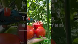 Tomaten einmachen #garten #tomaten #einmachen #passiertetomaten #vorratshaltung #selbstversorger