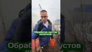 Вот такой вот способ мы практикуем! #сад #огород #дача #кустарники