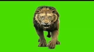 Lion walking green screen video _  _ graduate chutiyapa green screen video