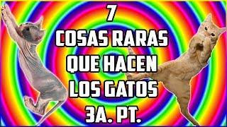 7 Cosas Raras Que Hacen Los Gatos 3a.Parte - SiamCatChannel