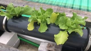 Aquaponic am Koiteich