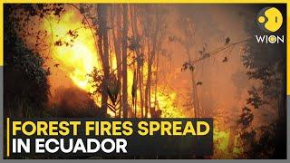 Forest Fire: Out of control fire ravages Ecuador's forests | WION