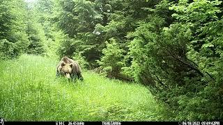 Eurasian brown bear ( Ursus arctos arctos )