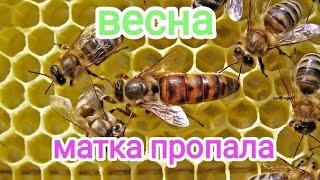 Пропала матка. Невезучее место, что делать? Пчеловодство!