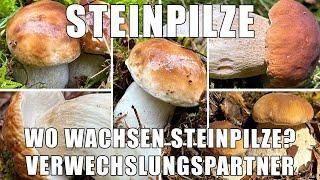 Jetzt schon Steinpilze? Verwechslungspartner, Vergleiche | Wo findet man Steinpilze | Boletus edulis