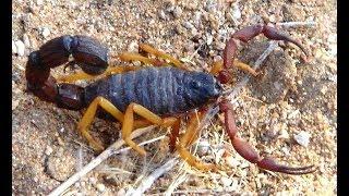 Feeding 4 Deadly Scorpions