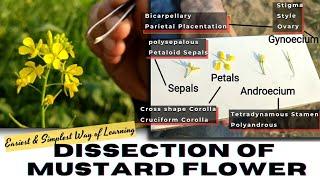Dissection of Mustard Flower | Flower Dissection | Botany | biodiversity | Info Biodiversity