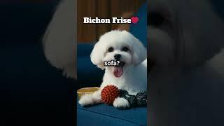 Reason to own a Bichon Frise!  #doglover #bichonfrise #cute #pets