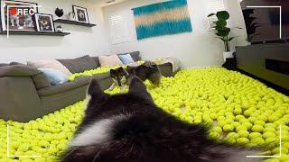 Leaving My Huskies Home Alone with a House Full Of Tennis Balls..