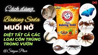 Dùng Baking Soda để diệt hết tất cả côn trùng trong khu sân vườn nhà @SaigonPlace