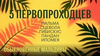 Пять первопроходцев: пальма, сцевола, гибискус, пандан, ипомея. Обыкновенные Мальдивы #1