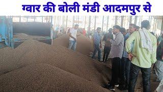 ग्वार की बोली आदमपुर मंडी से | Guar bid from Adampur market