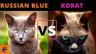 RUSSIAN BLUE CAT VS KORAT CAT (Breed Comparison) Which One Should You Choose?