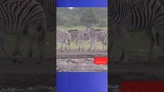 Keeper Dion cares for a dazzle of zebra! || Home Safari – Zebra – Cincinnati Zoo