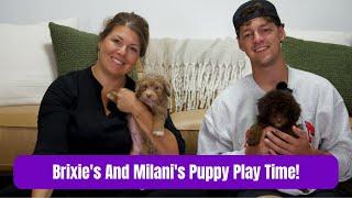Brixie's And Milani's Puppy Play Time!