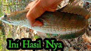 Casting Ikan Gabus Pakai Umpan Soft Frog